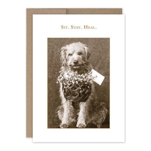 Sit. Stay. Heal. Get Well Card
